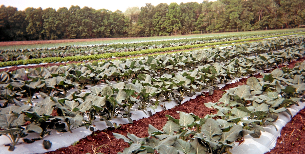 Muth Family Farm